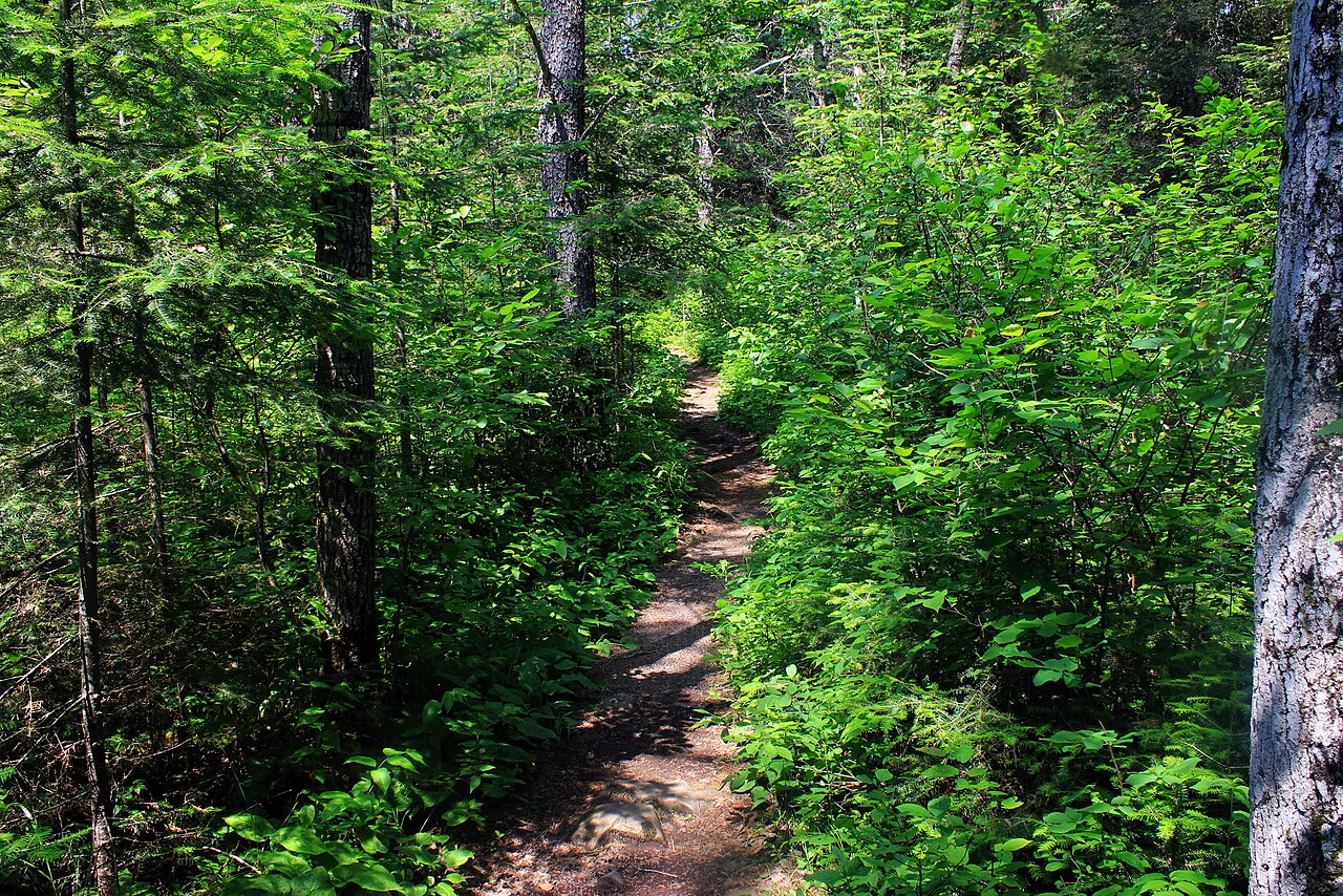 Forest hiking trail
