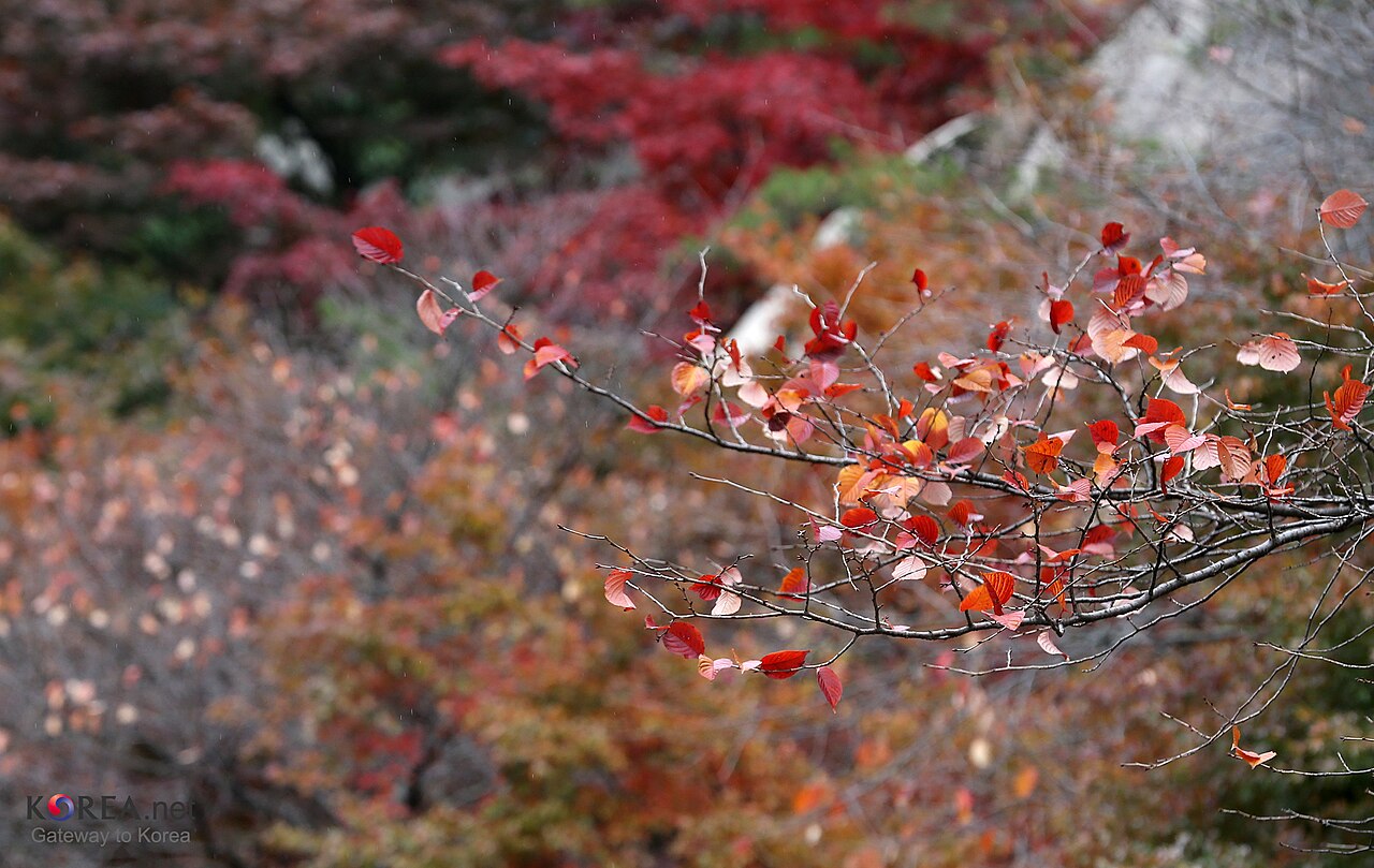 Autumn street scene in Seoul