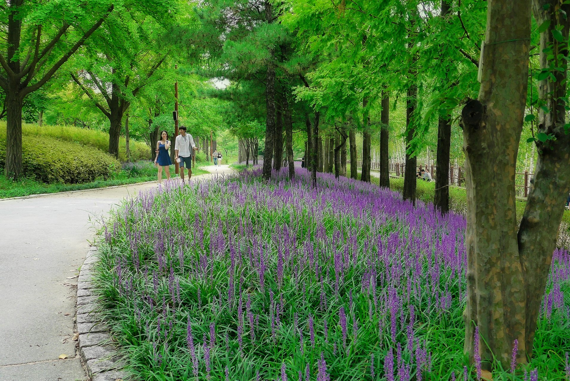 仙遊島公園的步道與花草