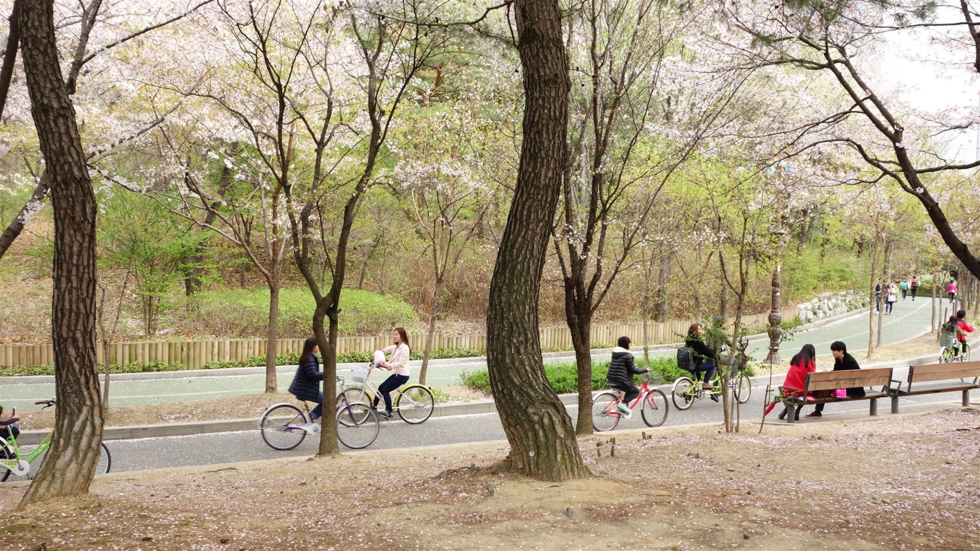 汝矣島公園的自行車道