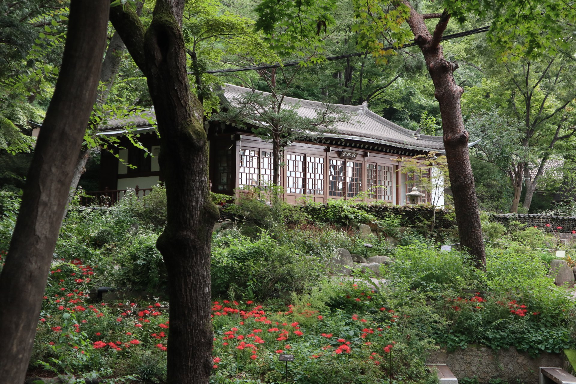吉祥寺庭院的石蒜花