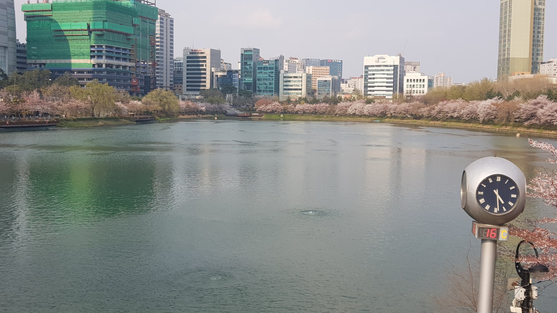石村湖的櫻花步道