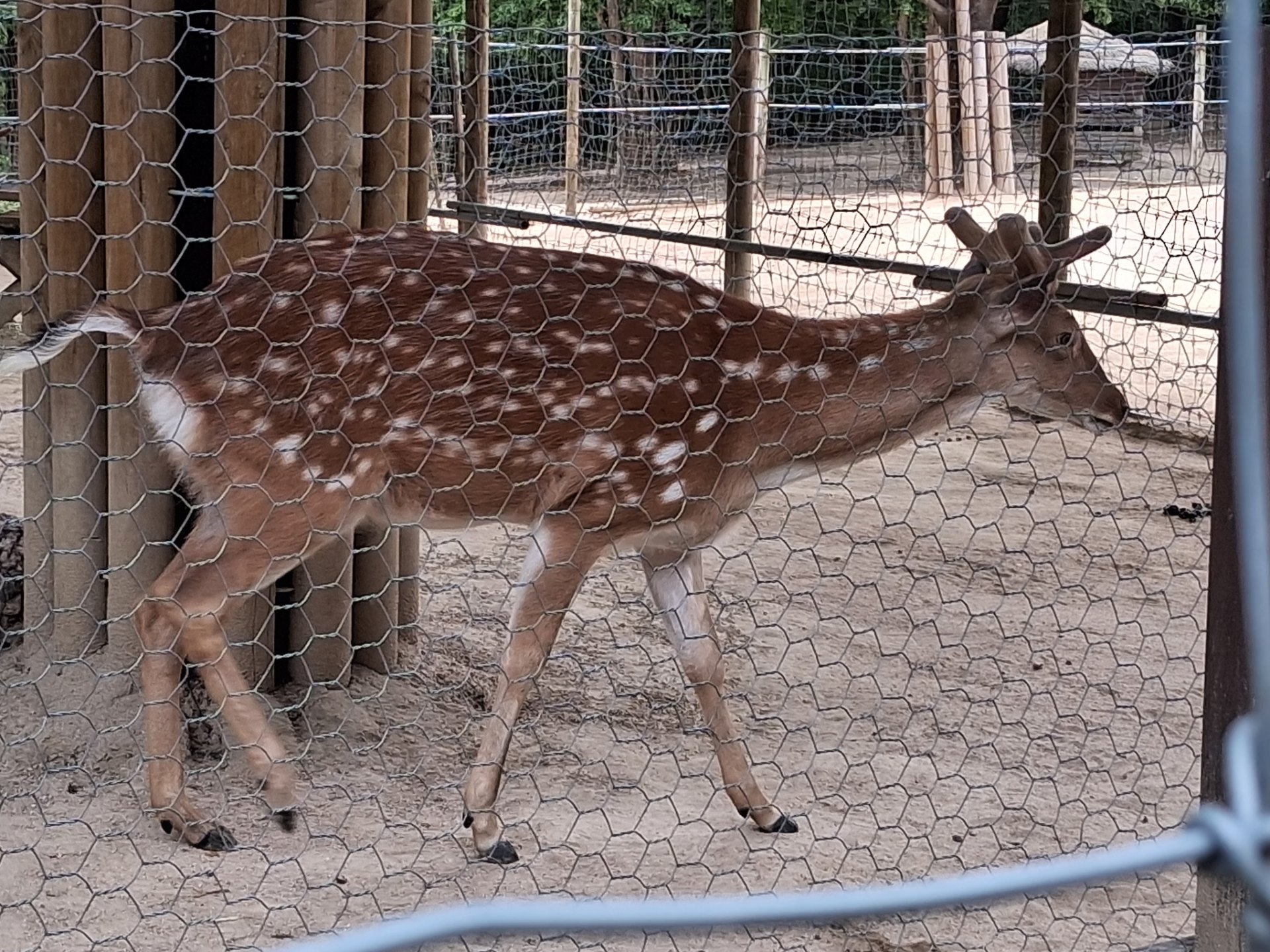 Sika deer at Seoul Forest