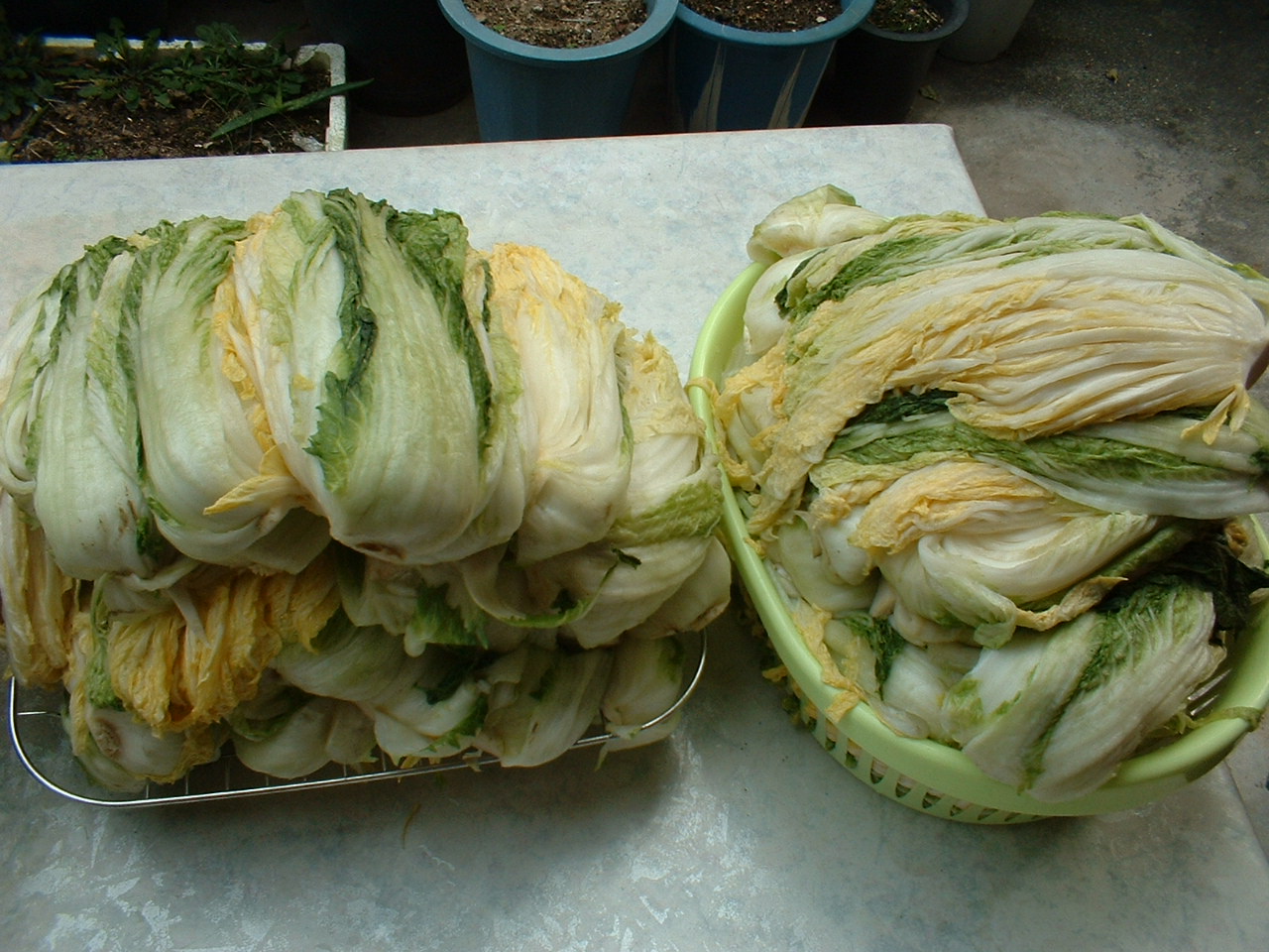 Whole heads of napa cabbage kimchi