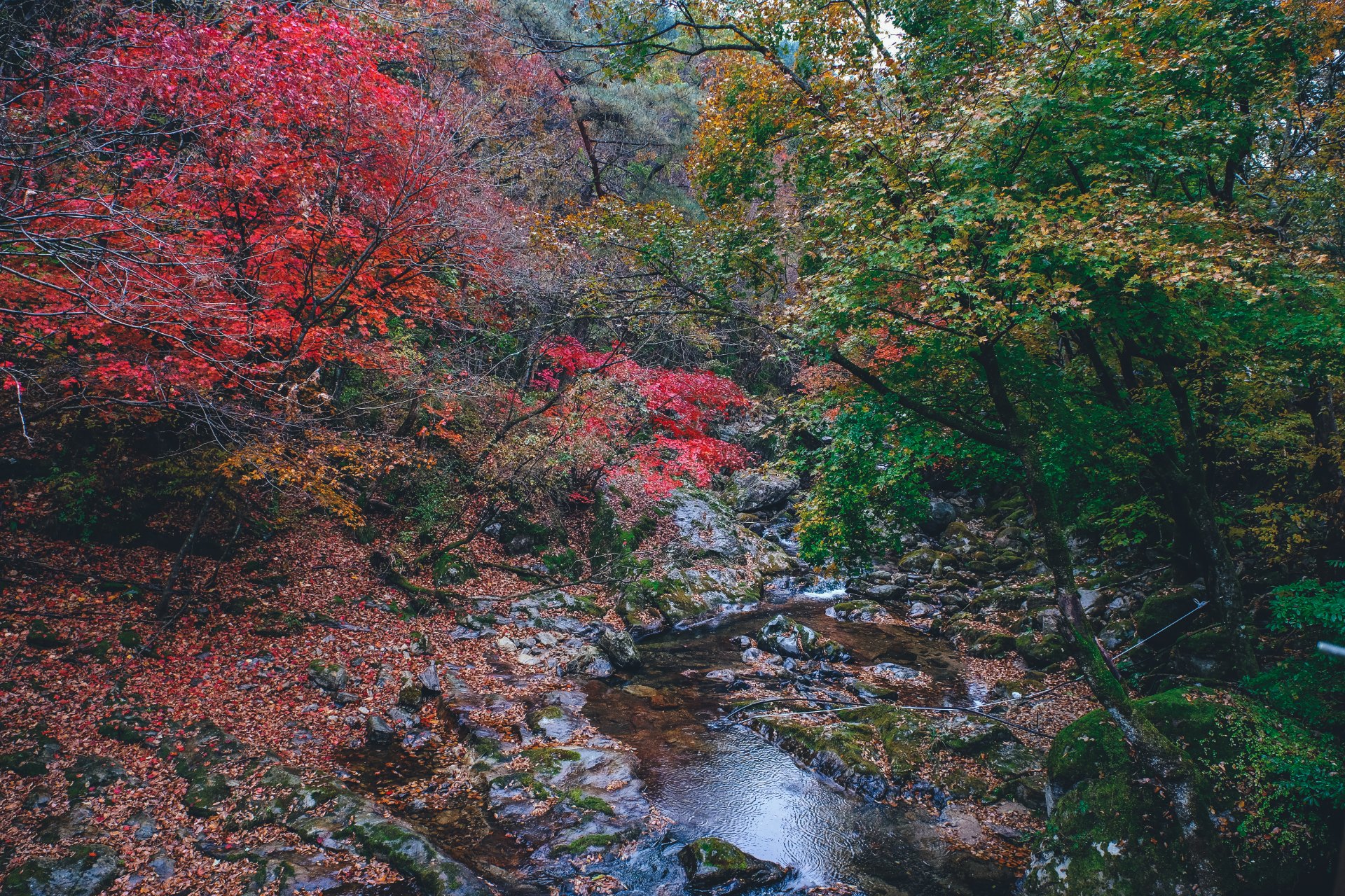Autumn in Chiak Mountain