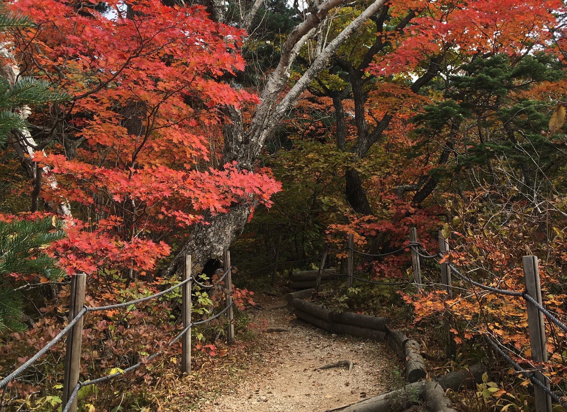 雪嶽山的岩峰與紅葉